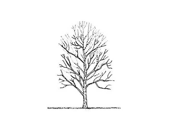 Illustration of tree crown reduction
