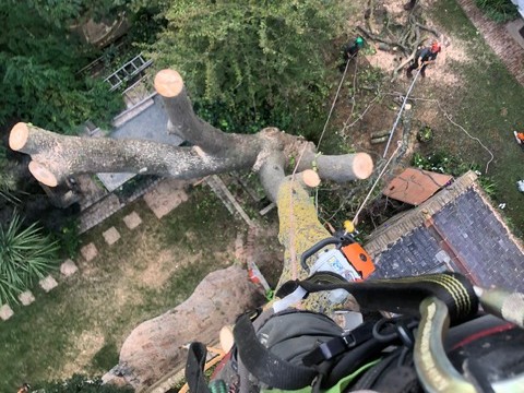 Services Tree Felling in London
