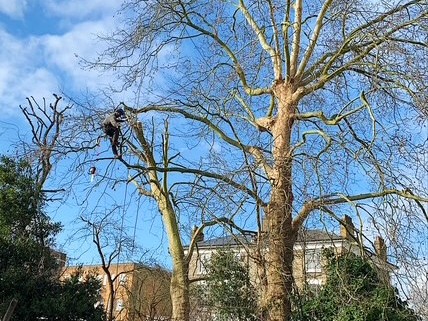 Services Tree Pruning in London