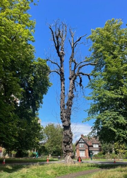 Areas Tree Services in Hackney 1