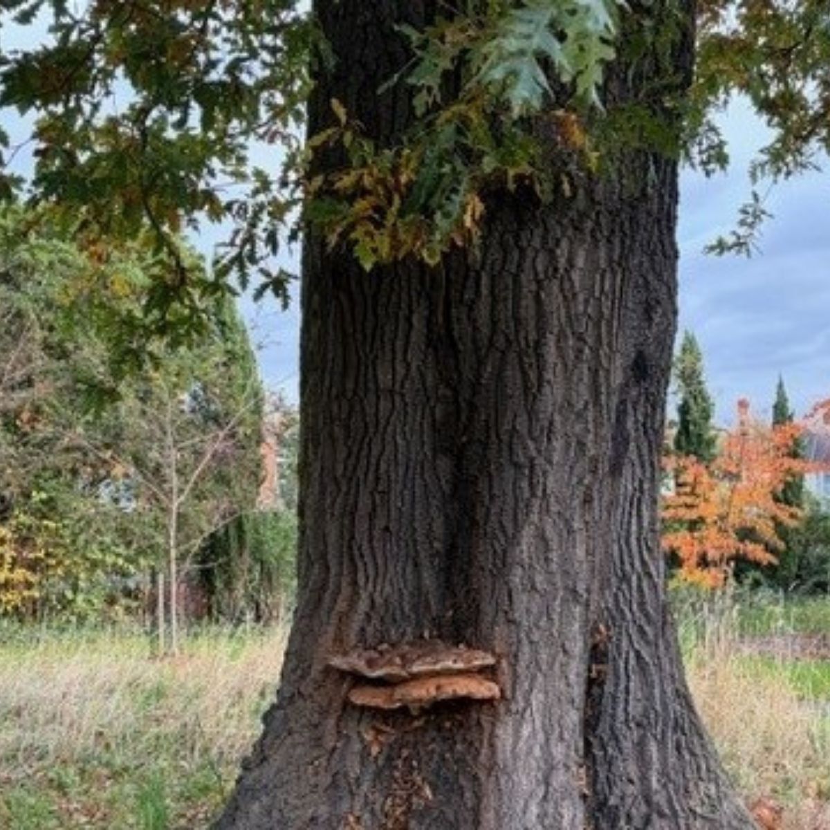 Home Tree Specialist