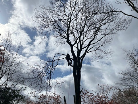 Home Tree Felling London 1