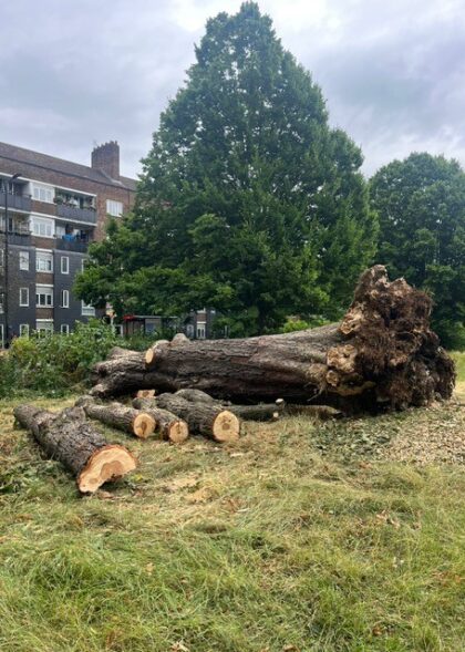 Home_Tree Specialists London 2