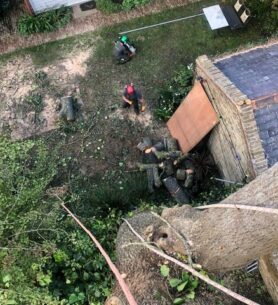 Home Tree Surgeons London