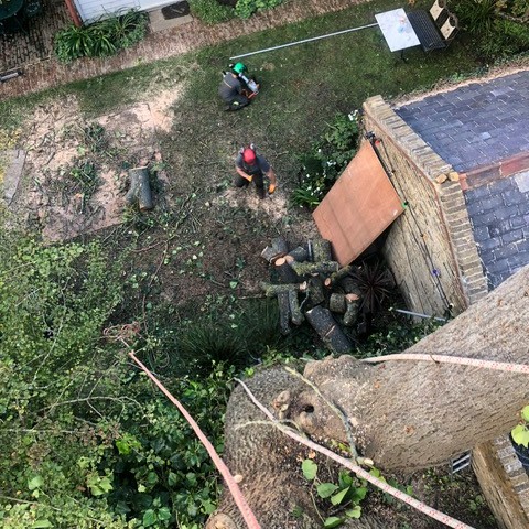 Home Tree Surgeons London 2