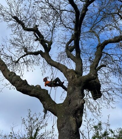 Home Why M Parkin Tree Specialists
