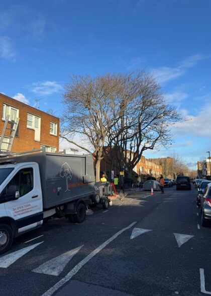 Areas Sustainable Tree Care