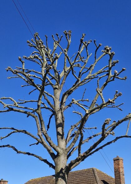 London Tree Services